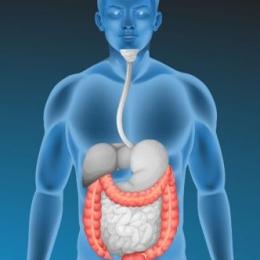 PANDUAN PRAKTUKUM BLOK DIGESTIVE TA 2024/2025